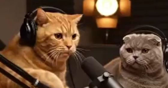 Топ 5 правил кота, которые люди должны соблюдать