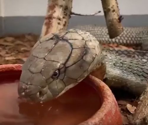 Вот так королевская кобра пьёт воду⁠⁠