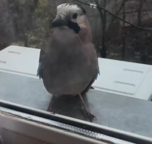 Необычный гость