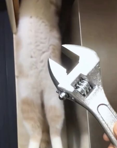 Четвероногие помощники