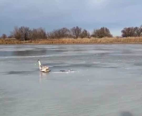 Спасение лебедя