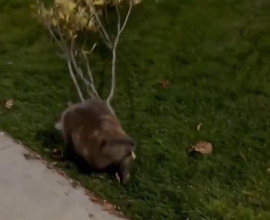 И ни одна курва не помогла...