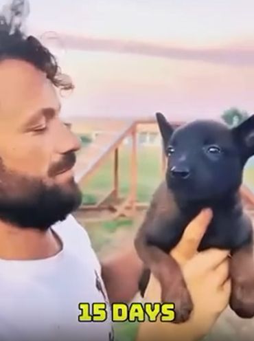 Овчарка малинуа