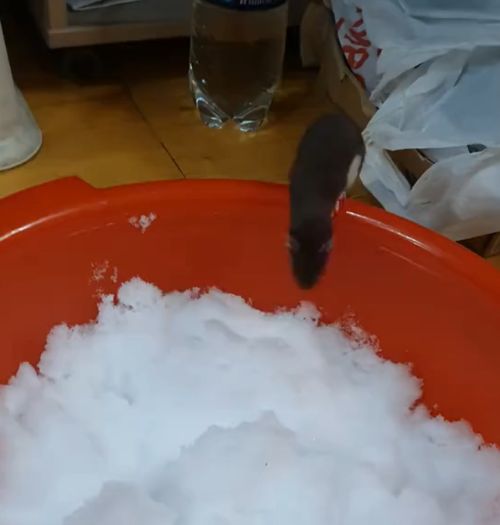 Снегу все рады...⁠⁠