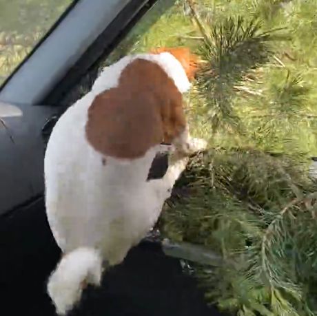 Мне нужна эта ветка