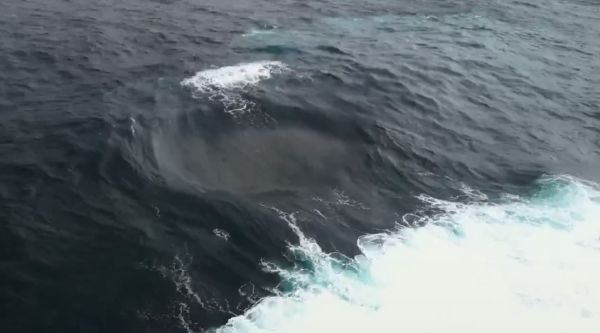 Один из самых редких океанских феноменов случайно обнаружили сёрферы из Австралии