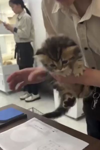 В Японии, когда вы забираете кота из приюта, надо, чтобы он лично всё подписал