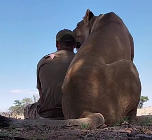 Такое приятие от льва надо заслужить