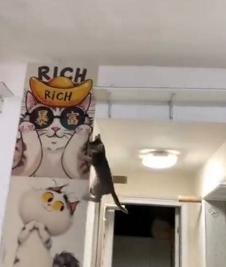 Кукурузный наркокот