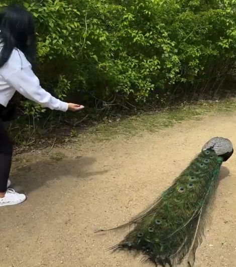 Благодарность от павлина⁠⁠