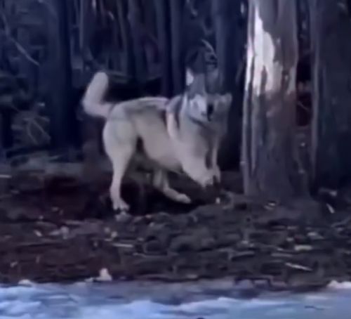 Хитрый волк притворился собакой