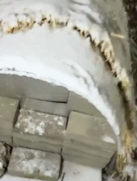 В Китае устанавливают специальные теплицы для уличных кошек