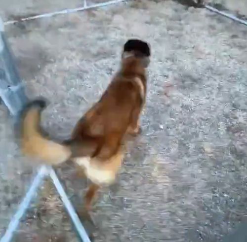 Реклама малинуа