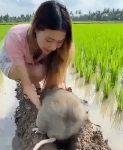 Знакомьтесь — китайская бамбуковая крыса