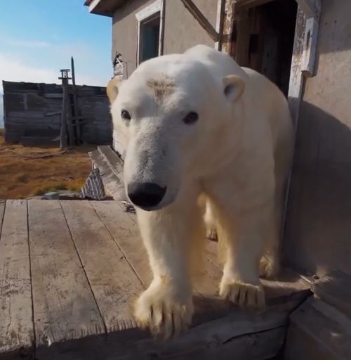 Белые медведи живут вместе на заброшенной метеостанции