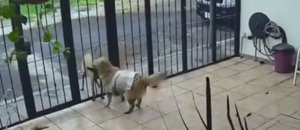 Этот пёс подошёл к другому псу, чтобы познакомиться, а уличный пёс украл у него футболку