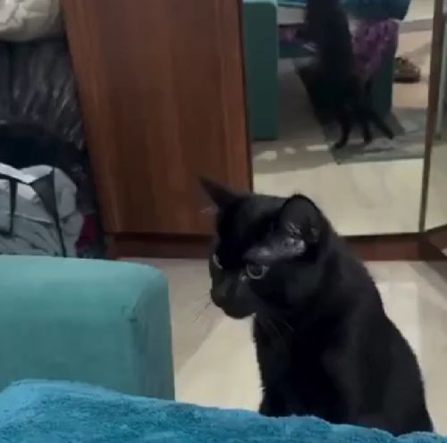 Зачем вы его принесли?!