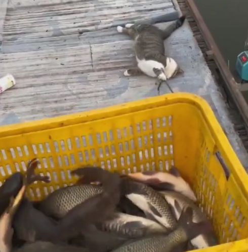 Что смотришь, помогай! Нас нагло грабят!