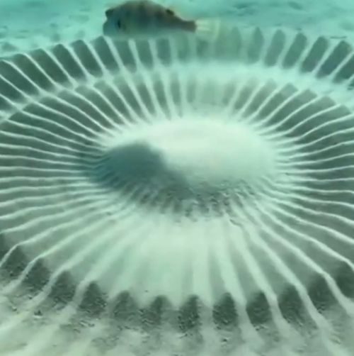 Самец рыбы фугу строит гнездо⁠⁠