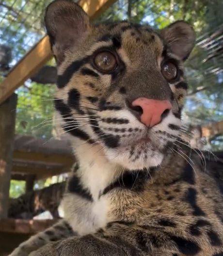 Дымчатый леопард