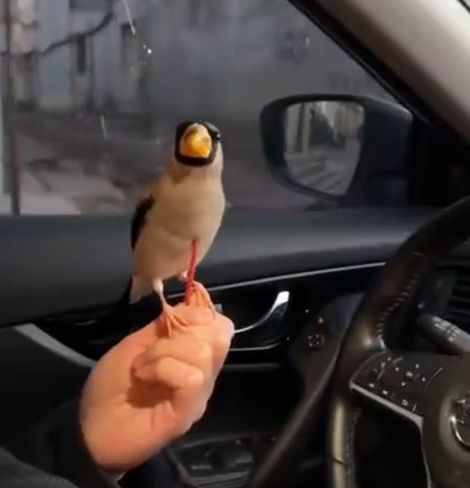 Хорошая птица на вес золота