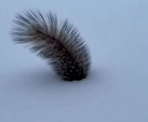 Белка из анабиоза