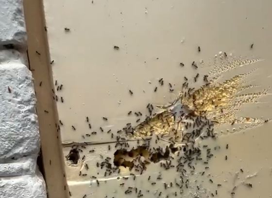 Хороший муравейник получился⁠⁠