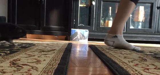 Пол это лава