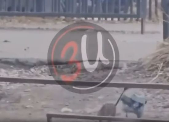 Обычное дело для Ижевска, ворона выгуливает крысу