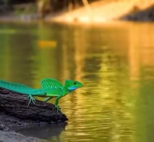 Аки посуху (шлемоносный василиск)