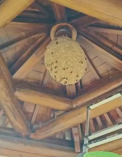 Удаление гнезда азиатских шершней из беседки