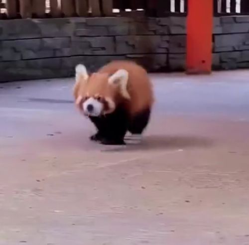 Красные панды, обстановка