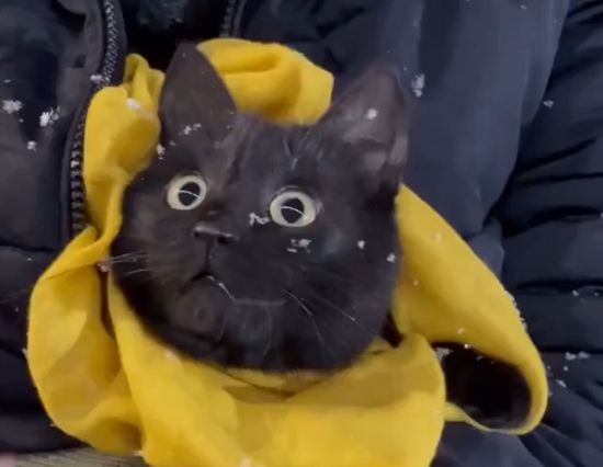 Первый снег