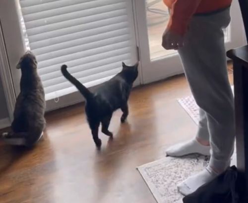 Коты догадались что их повезут к ветеринару