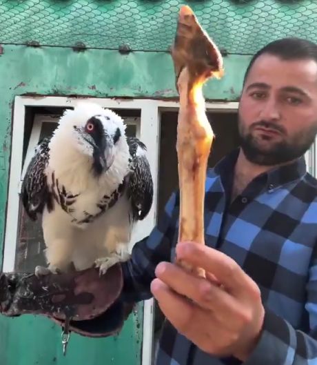 Гриф-Бородач