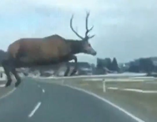 Что будет, если сбил дикое животное?