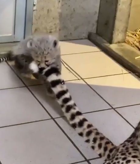 Мамин хвост - лучшая игрушка