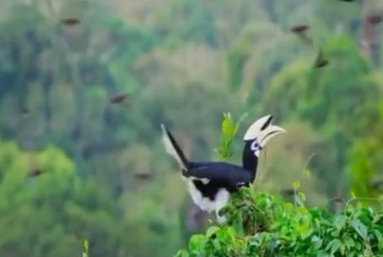 Нифига себе какая любовная движуха у этих пернатых