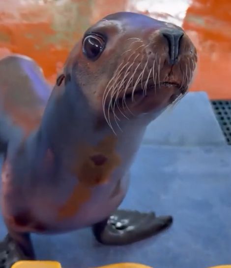 Не может сдержать свою дурость⁠⁠