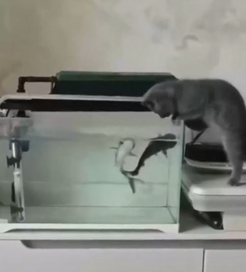 Хищник испытал шок