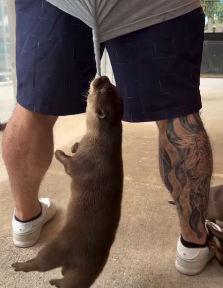 Сам себе развлекатор