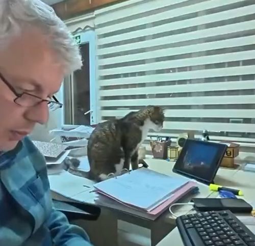 Включил коту боевик, чтобы не мешал работать