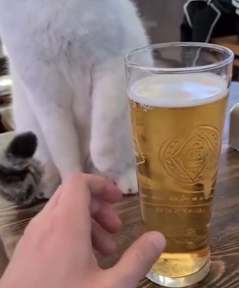 Шерстяной ЗОЖник завирусился в соцсетях