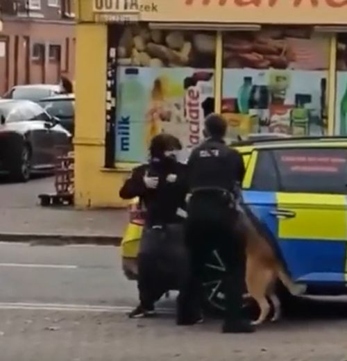 Нетолерантная собака