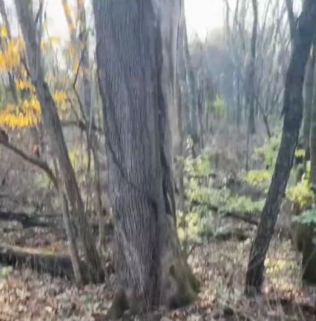 А вот во мху енот