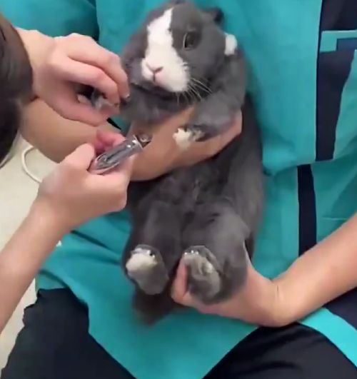 Отвлекитесь и посмотрите на кролика, которому просто стригут когти