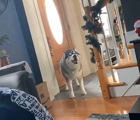 Хаски - это вам не просто там