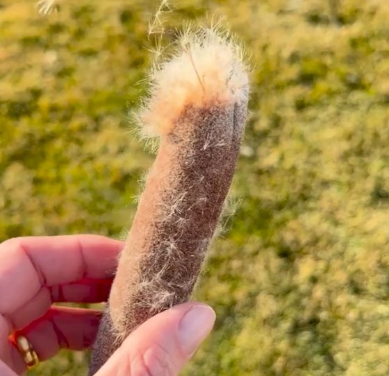 При раздавливании рогоза в воздух разлетается 250000 плотно упакованных пушистых семян