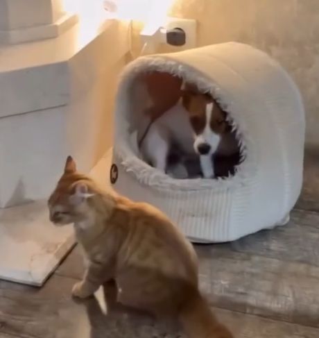 Очередная жертва домашнего Василия