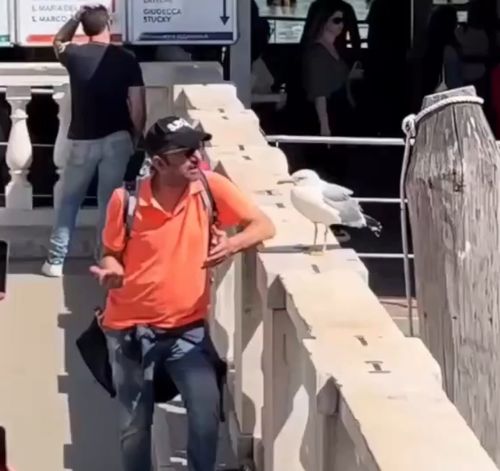 Вот такие вот дела, птица